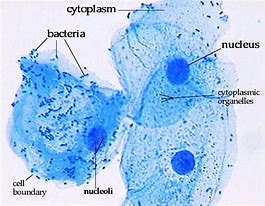Image result for Chlamydia Cell Structure