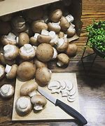 Image result for Recycled Mushroom Packaging