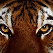 Image result for Malayan Tiger Eye