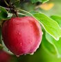 Image result for Apple On Tree