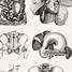 Image result for Vintage Anatomy Study