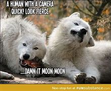 Image result for 3 Wolf Moon Meme