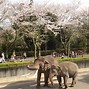 Image result for Sakura Cherry Blossom Yokohama Japan