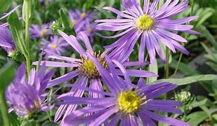 Aster amellus Sonora に対する画像結果