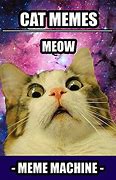 Image result for Spring Cat Meme