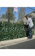 Image result for Ivy On Chain Link Fence