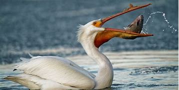 Image result for Bird Catching Fish Pelican
