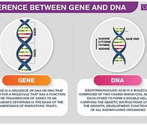 Image result for Gene and DNA Difference
