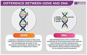 Image result for DNA and Genes