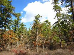 Image result for Wharton State Forest