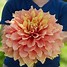 Image result for Dahlia Mango Madness