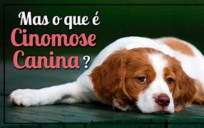 Image result for caninamente