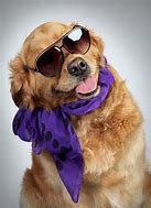 Image result for Cool Dog with Sunglasses