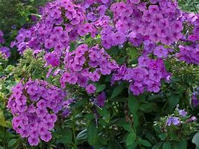 Afbeeldingsresultaten voor Phlox paniculata Famous Light Purple