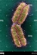 Image result for Human Chromosome 1