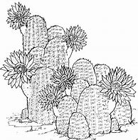 Image result for Vision Soft Reset Cactus