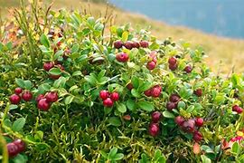 Image result for Edible Wild Berries and Plants