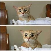 Image result for Cat with Eyebrows Meme Toilet