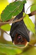 Image result for Samoan Fruit Bat