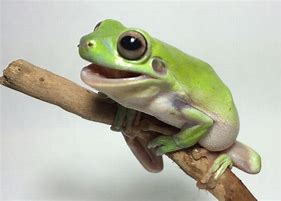 Image result for Tree Frogs as Pets