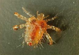 Image result for Crabs Disease On Balls