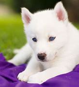 Image result for Cute Husky Puppies Blue Eyes