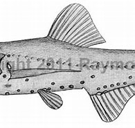 Image result for "bolinichthys Indicus". Size: 195 x 139. Source: watlfish.com