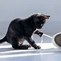 Image result for Cat in Bathtub