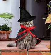 Image result for Cool Cat Costume