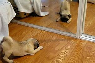 Image result for Dog with Phone Meme in Mirror