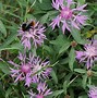 Image result for centaurea_jacea