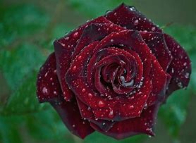 Image result for Rose Rouge