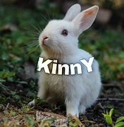 Image result for Kinny 7C