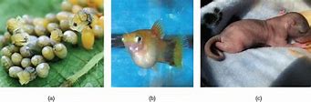 Image result for African Leaf Fish Tank Mates