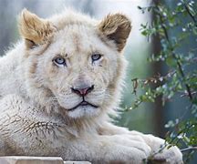 Image result for White Lion Eyes