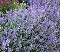 Image result for Nepeta faassenii Six Hills Giant