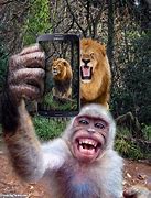 Image result for Animals Look at Phone Meme