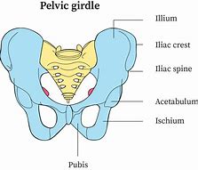 Image result for Pelvic Bone Identification