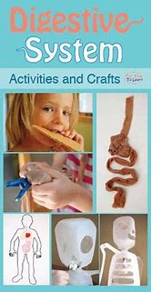 Image result for Human Body Activities Preschool