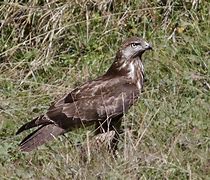 Image result for Buteo oreophilus