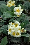 Image result for Primula (J) Wanda