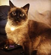 Image result for Cat with a Remote Control Meme