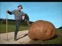 Image result for Largest Potato Ever Grown in the State of Maine