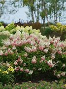 Image result for Hydrangea pan. Pinky Winky