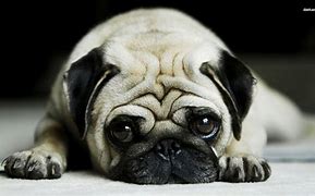 Image result for Funny and Cute Pugs