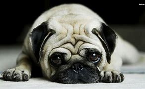 Image result for Funny Cute Pug Puppies