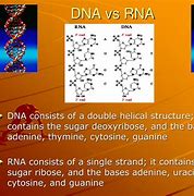 Image result for DNA vs cDNA