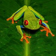 Image result for Tree Frog Face
