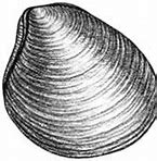 Image result for Ocean Quahog Meat