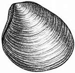 Image result for Ocean Quahog Taxonomic Picture